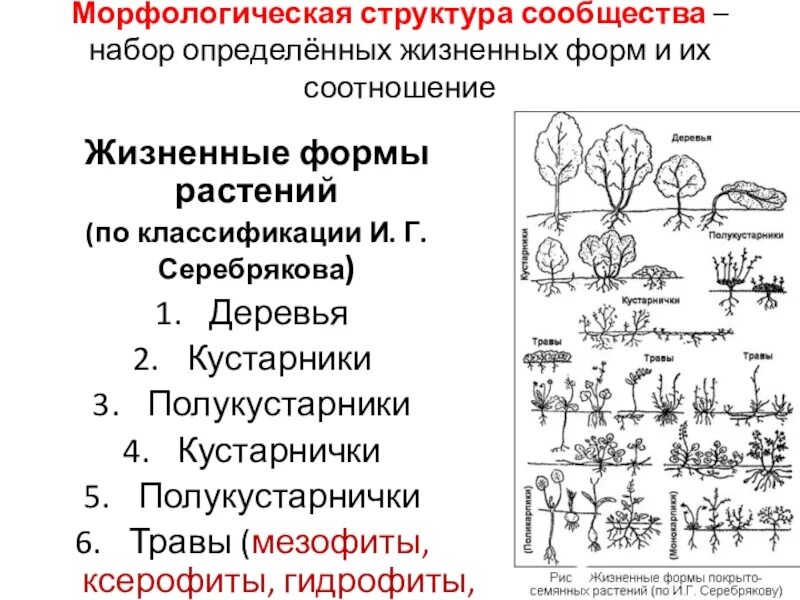 Основные жизненные формы деревья и кустарники. Жизненные формы растений деревья кустарники травы. Жизненные формы растений полукустарнички. Жизненные формы растений кустарники кустарнички травы. Таблица по биологии кустарники кустарнички полукустарники и травы.