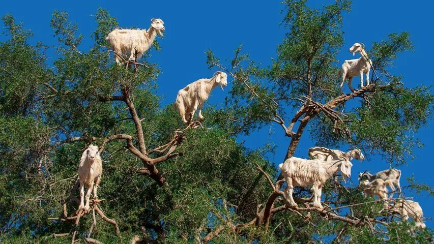 Finally! 2025 "Goats In Trees" Calendar Is Here! Goats, Cool places to visit, Wi