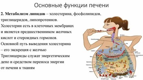 Метаболические функции печени