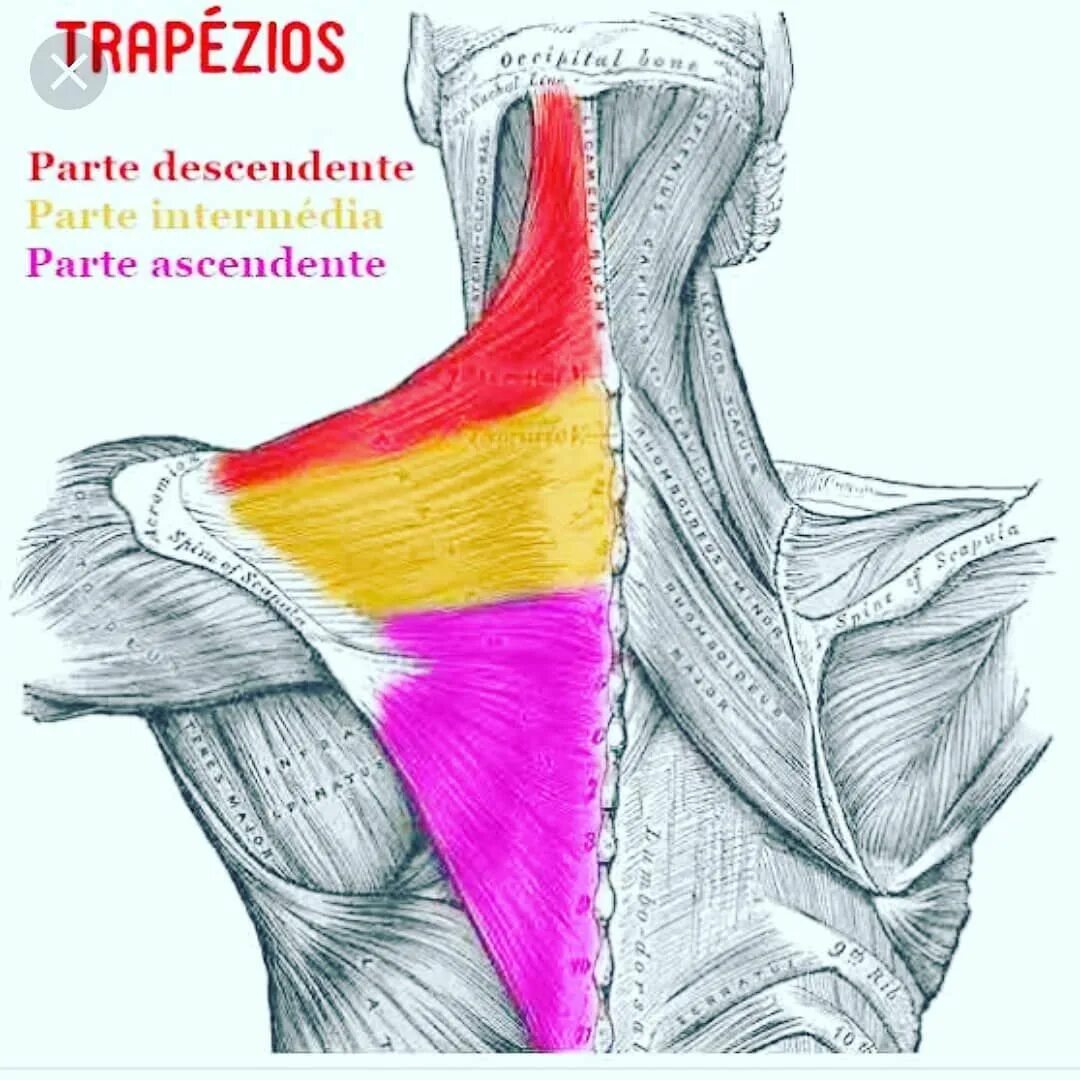 Верхняя трапециевидная. Нижние пучки трапециевидной мышцы. Трапециевидная мышца шеи анатомия. Верхняя порция трапециевидной мышцы. Средняя порция трапециевидной мышцы.