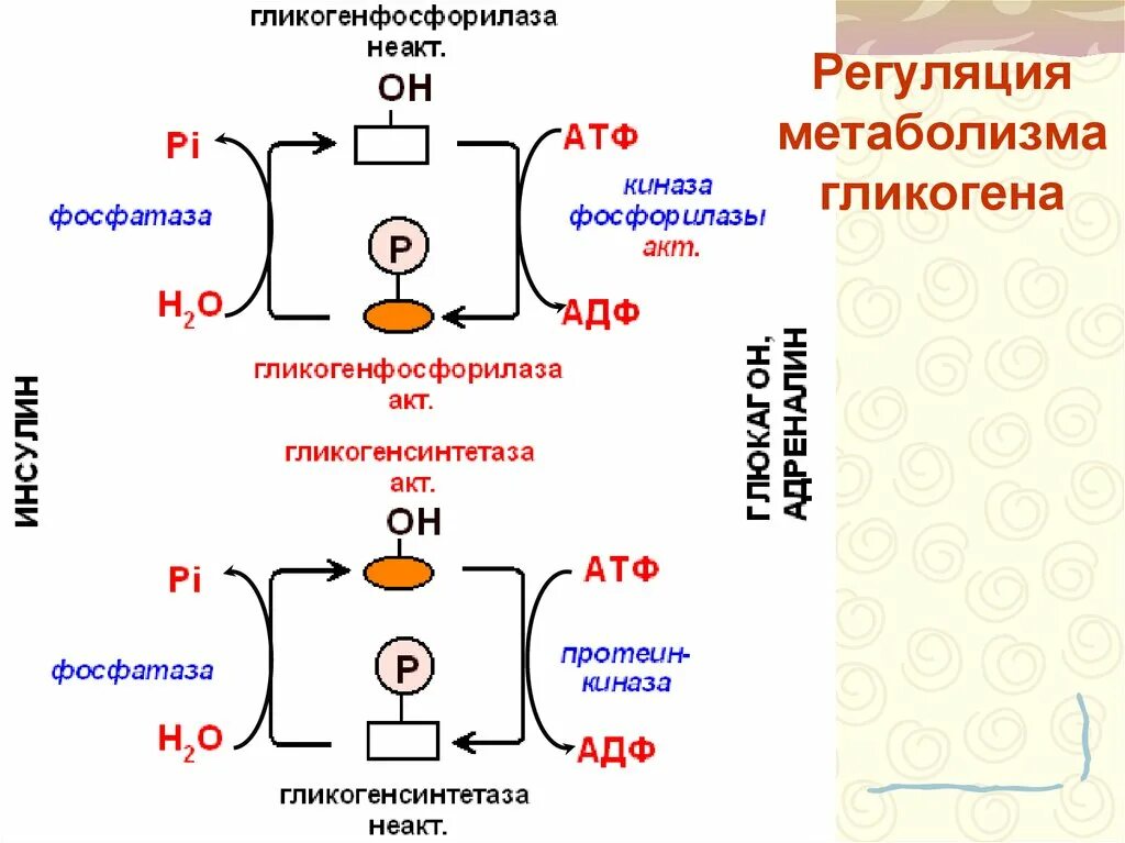 Регуляция метаболизма гликогена. Регуляция синтеза гликогена. Регуляция синтеза гликогена схема. Регуляция биосинтеза гликогена биохимия. Синтез гликогена стимулирует гормон