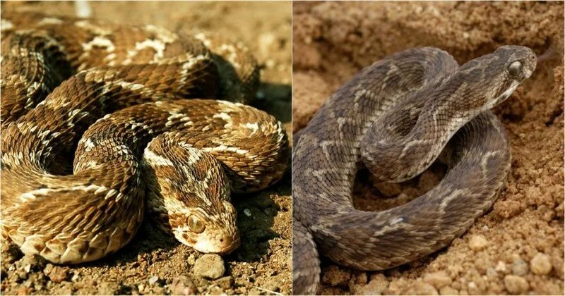 Эфа бакинских. Среднеазиатская эфа змея. Среднеазиатская эфа. Эфа бакинских. Эфа бакинских.