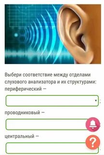 Последовательность звуковых колебаний к рецепторам органа