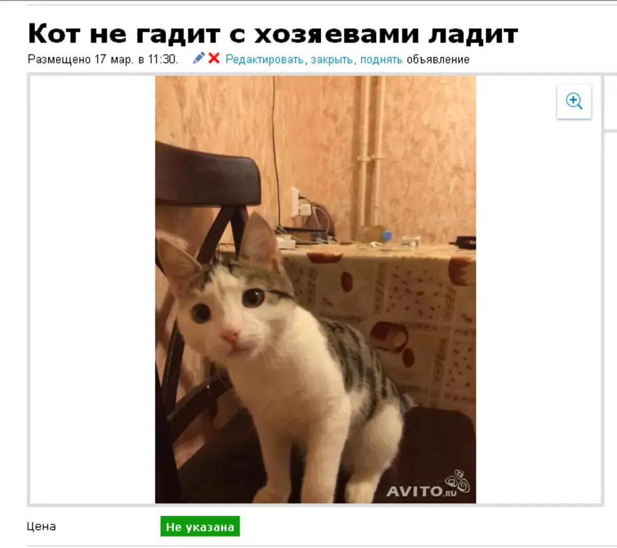 16 на авито. Самые смешные объявления на авито про животных. объявление продам срущего кота. продам какающего кота. кот гадит в магазине.