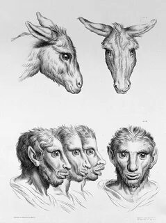 Животные когда то были людьми