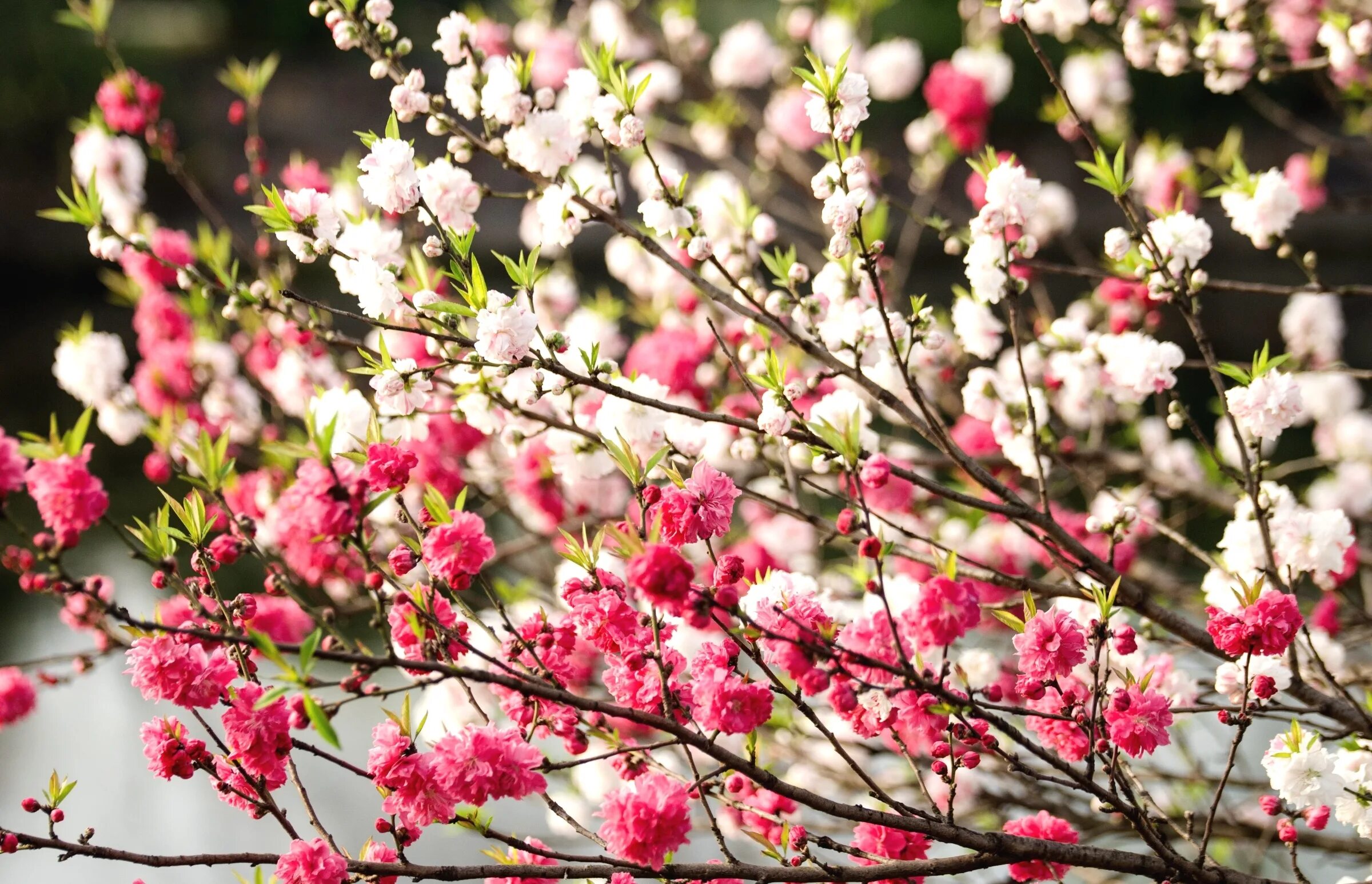 Цветы апреля картинки. Дальневосточная вишня цветение. Весенние цветущие деревья. Весеннее дерево. Весеннее цветение..