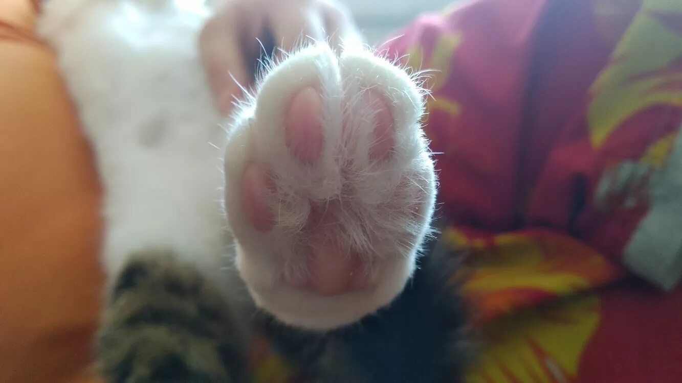Лапки пермь. Котенок беленький с лапкой. кошка лапка царапка. беленькая лапка котика. лапки царапки котейка.