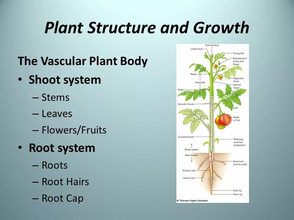 Plant structure. Plan structure. Plant Tissue structure. Plant Physiology.