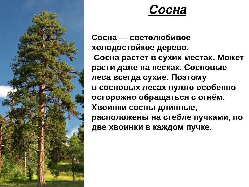 Пиши хвойный. Сосна описание. Сосна описание дерева. Сосна краткая информация. Сосна обыкновенная описание.