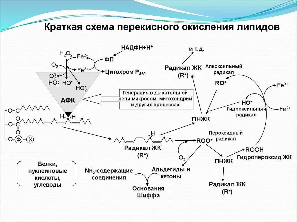 Пол липидов. Схема перекисного окисления липидов биохимия. Схема реакций перекисного окисления липидов. Схема роста цепи перекисного окисления липидов. Схема инициации перекисного окисления липидов.