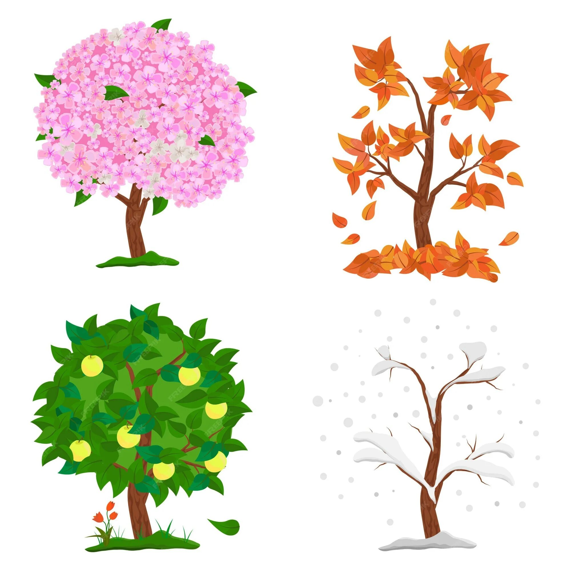 Яблоня в разные времена года. Яблоня весной летом осенью и зимой. Осеннее и летнее дерево на белом фоне.