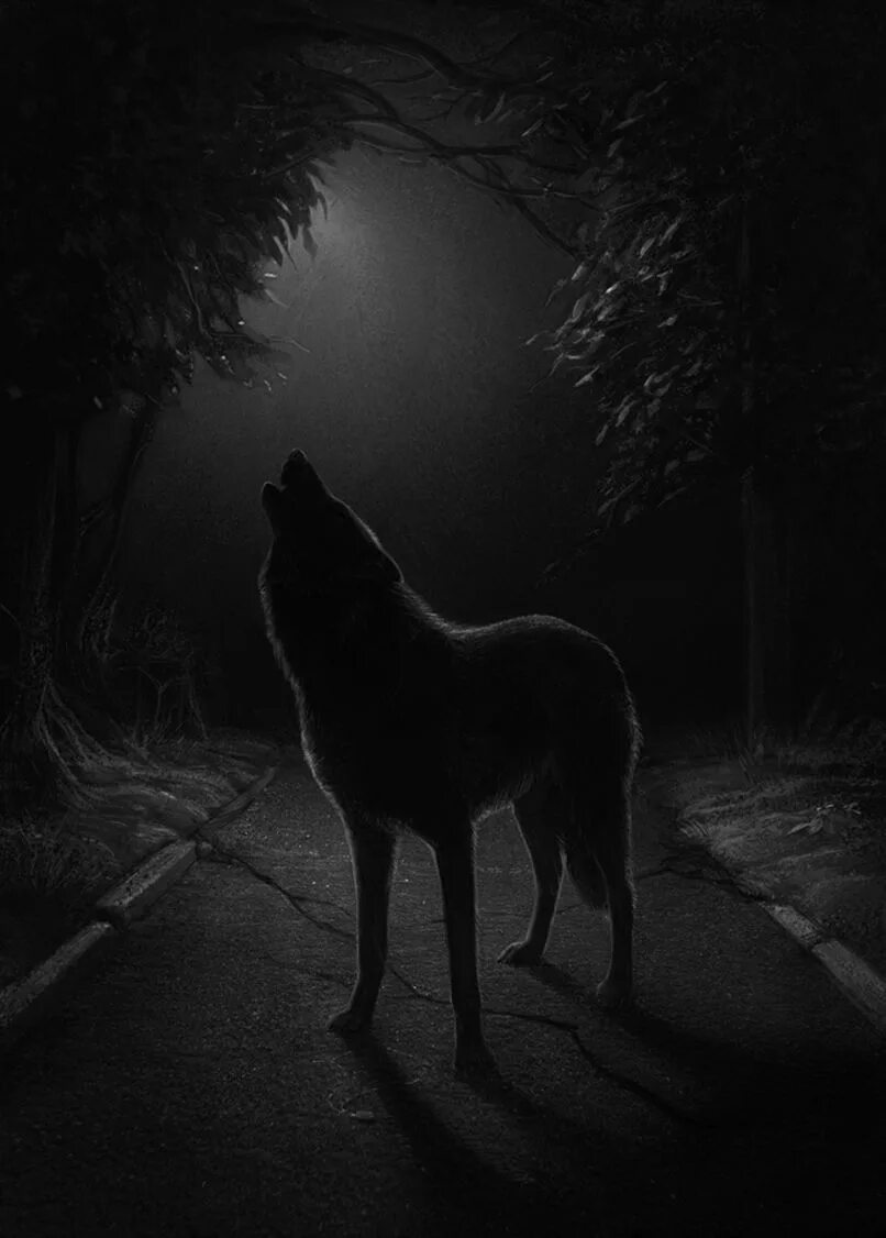 Волк выходит ночью. Волк в ночи. Черный волк. Темный волк. Волк в темноте.