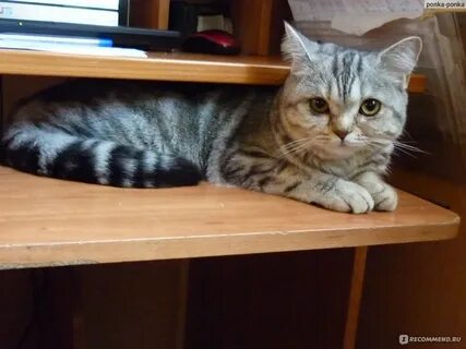 Шотландская кошка течка