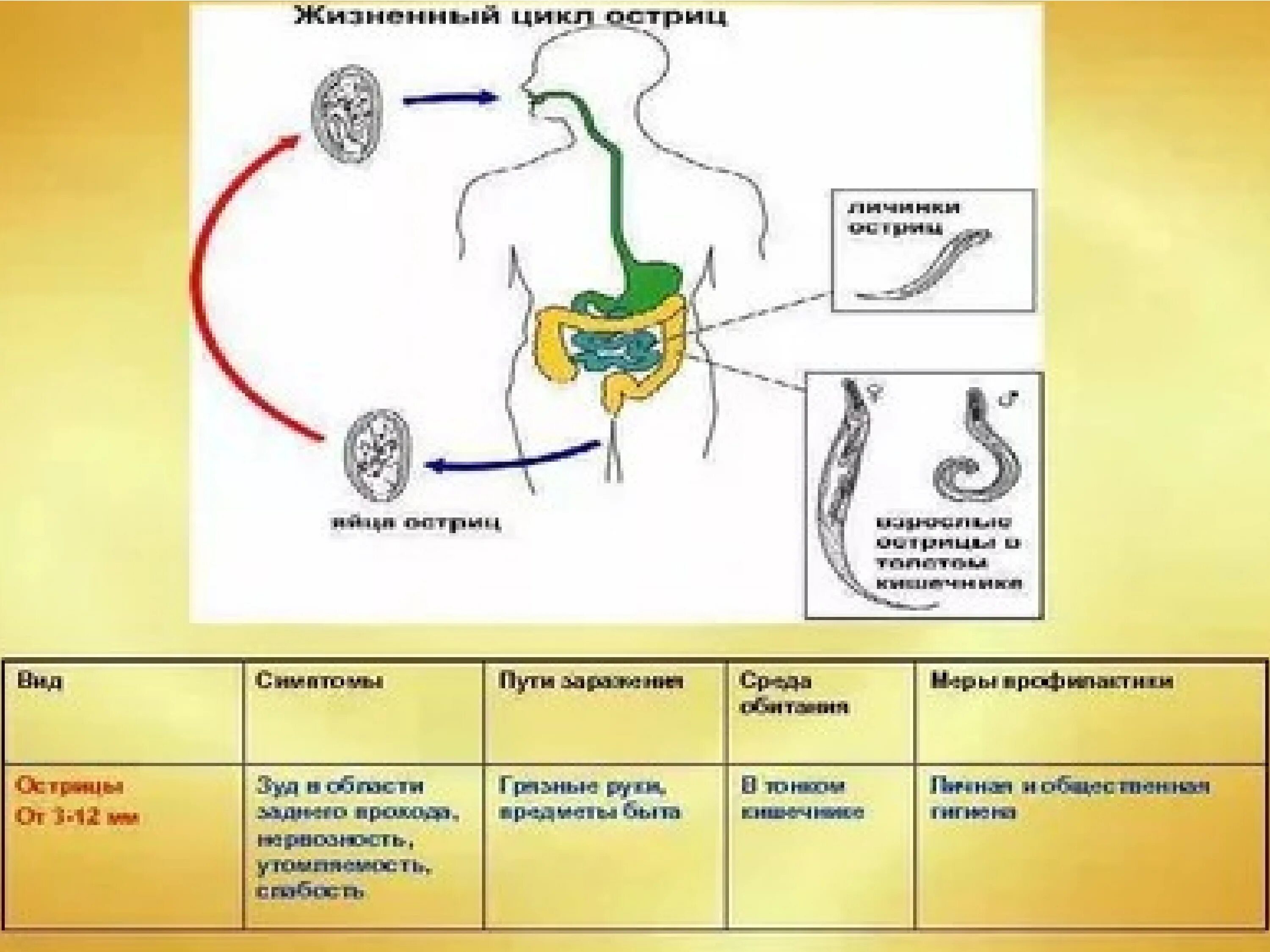 Аскарида человеческая основной и промежуточный хозяин. Жизненный цикл аскариды и острицы. Энтеробиоз цикл развития остриц. Жизненный цикл острицы биология 7 класс. Жизненный цикл острицы таблица.