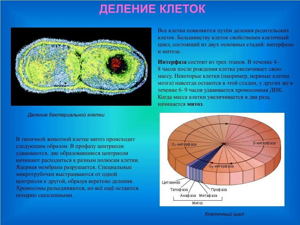 Деление центральной клетки. Клеточное деление. Состоит из двух клеточных делений.. Деление клеток клеточный цикл. Клеточный цикл состоит из клеточного деления и интерфазы..