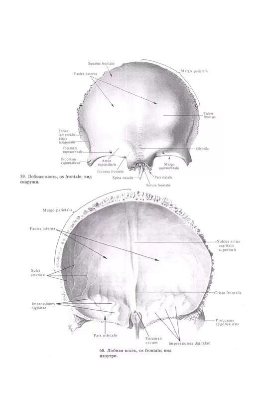 Анатомия лобной кости черепа. Лобная кость черепа анатомия. Лобная кость внутренняя поверхность. Лобная кость строение на латыни.