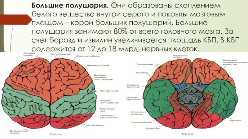 Атрофия полушарий мозга. Зоны полушарий большого мозга 8 класс. Доли полушария большого мозга биология 8 класс. Строение и функции белого вещества больших полушарий.