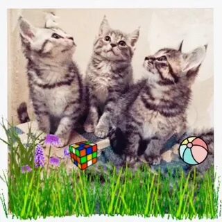 Котята в новороссийске