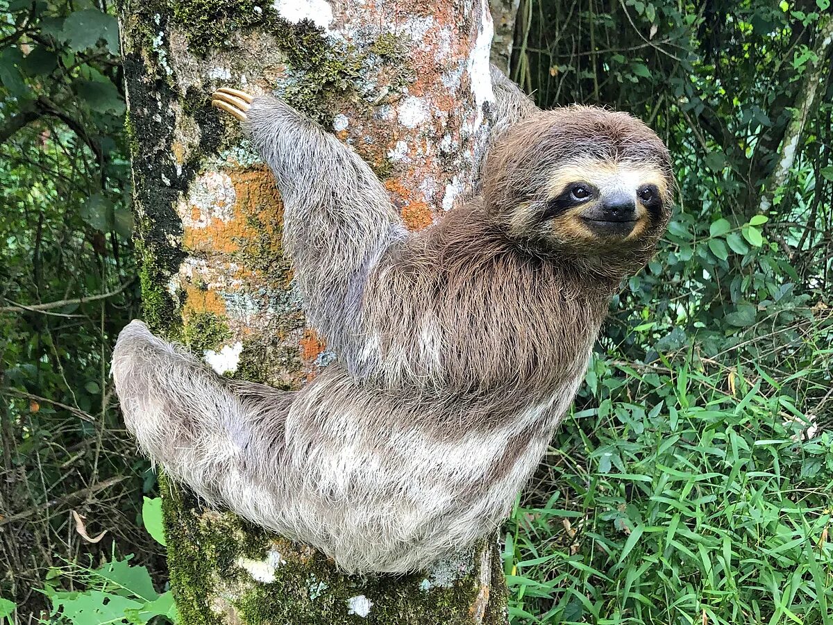 карликовый трехпалый ленивец. карликовый трехпалый ленивец. бурогорлый ленивец. ошейниковый ленивец. карликовый трехпалый ленивец.