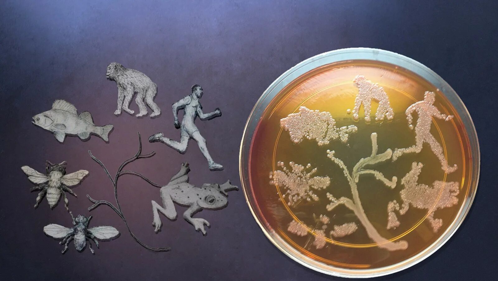Жизнь в воде эволюция. Первые микроорганизмы на земле. Доисторические бактерии. Доисторические микроорганизмы. Первые бактерии.