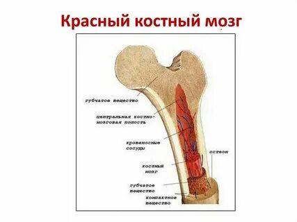 Какой год высоко костный