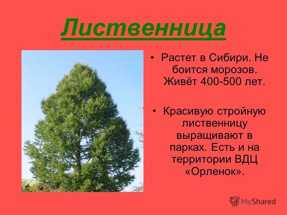 лиственница 3 класс окружающий мир. лиственница доклад. лиственница сибирская описание растения. лиственница сибирская larix sibirica. сосна сибирская лиственница.