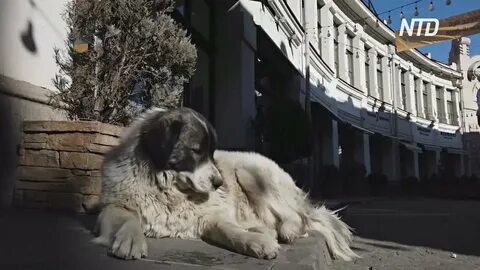 Собака по грузински