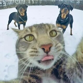 Кот делает еду