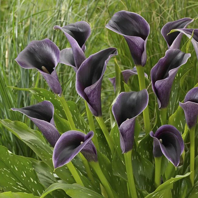 Калла содержание. Зантедеския (калла) (zantedeschia). калла вайолет (zantedeschia)фиолетовая. калла (zantedeschia) пако. калла пурпл сенсейшн.