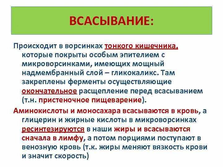 В тонкой кишке происходит всасывание в кровь