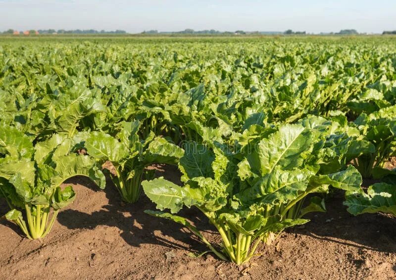 Gnidava Refinery is ready to process sugar beet of Volyn and neighboring regions