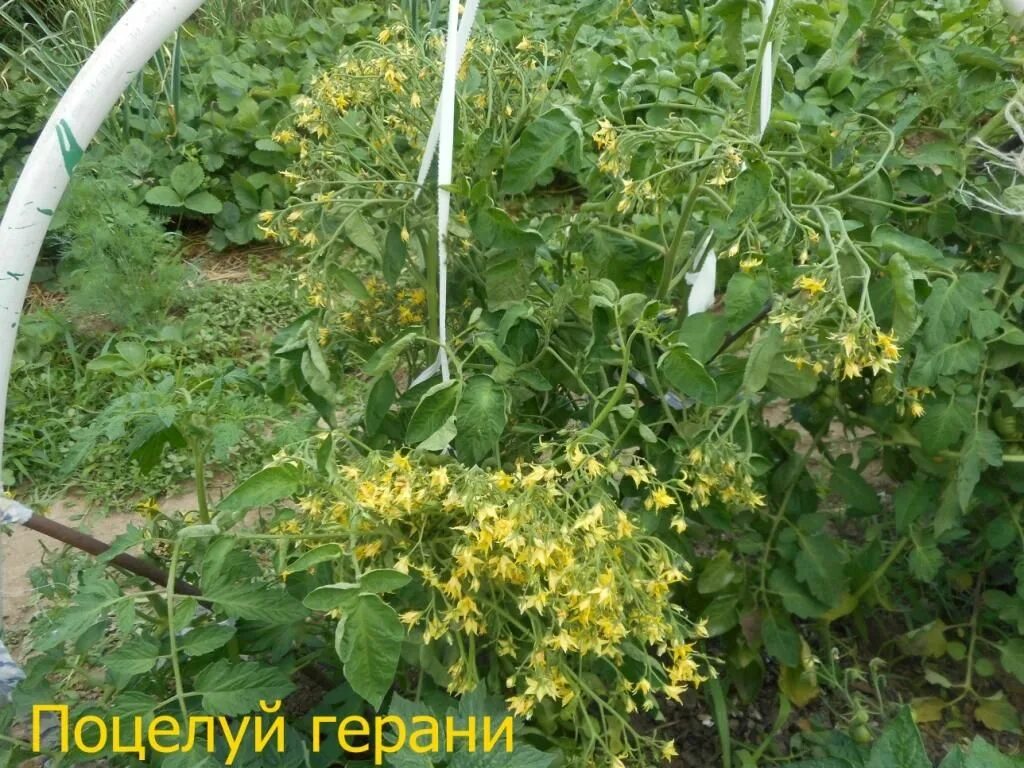 Томат поцелуй герани урожайность. Томат поцелуй герани Geranium Kiss. Поцелуй герани томат помидор. Томат Гераниум Кисс поцелуй герани. Томат Гераниум Кисс.