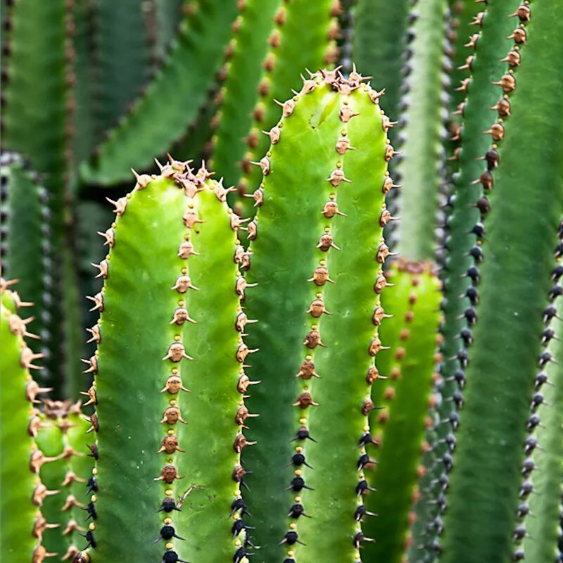 Молочайные. Молочай. Euphorbia canariensis. Молочай крупнозубчатый. Молочай суккулент.