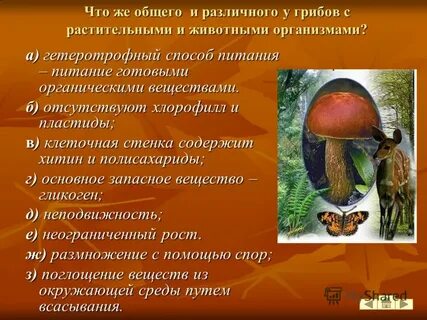 Грибы являются гетеротрофами