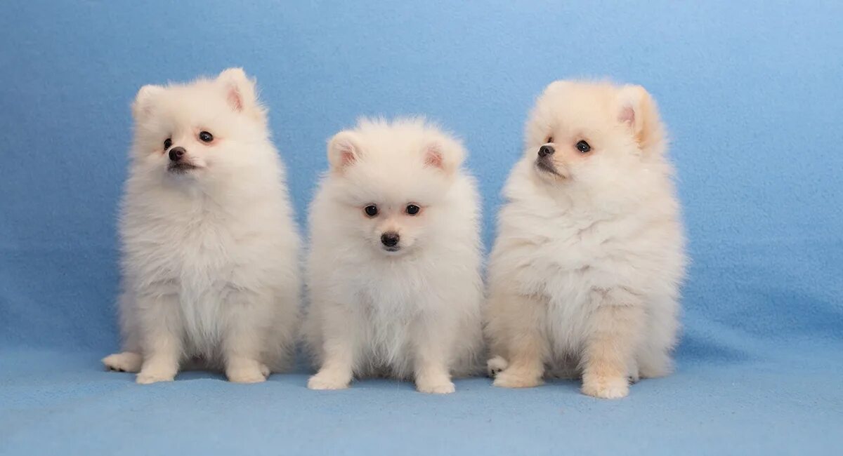 Чихуахуа терьер. Краснодар питомник ангел судьбы. Питомник мелких пород собак. Питомник маленьких пород. Питомник для маленьких собак.