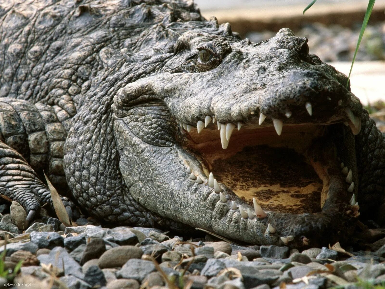 Гребнистый крокодил Рамри. Нильский крокодил. Остров Рамри крокодилы. Миссисипский Аллигатор и Нильский крокодил.