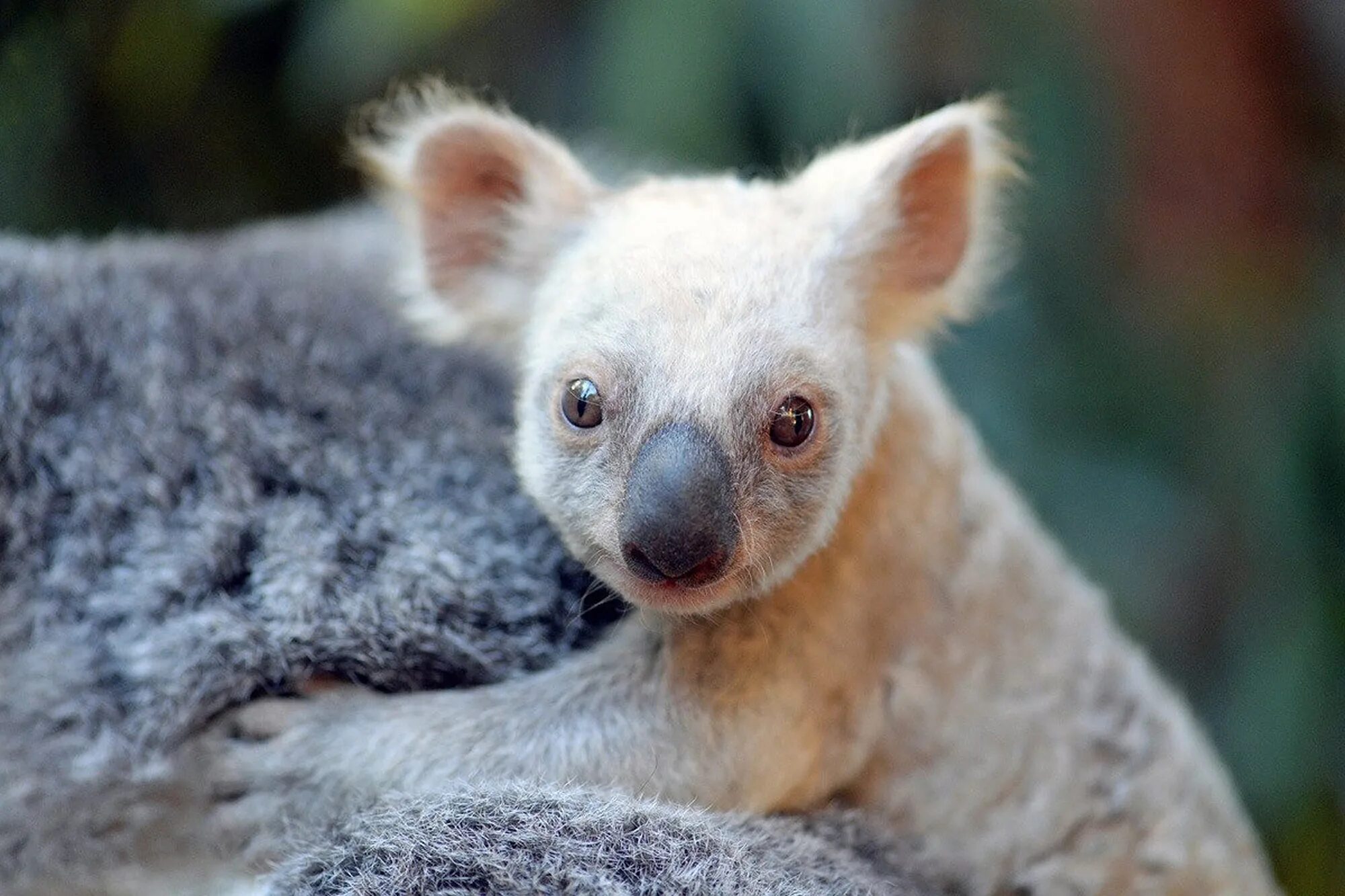 Коала альбинос. Лысая коала. Коала в Австралии. Редкие эживотные.