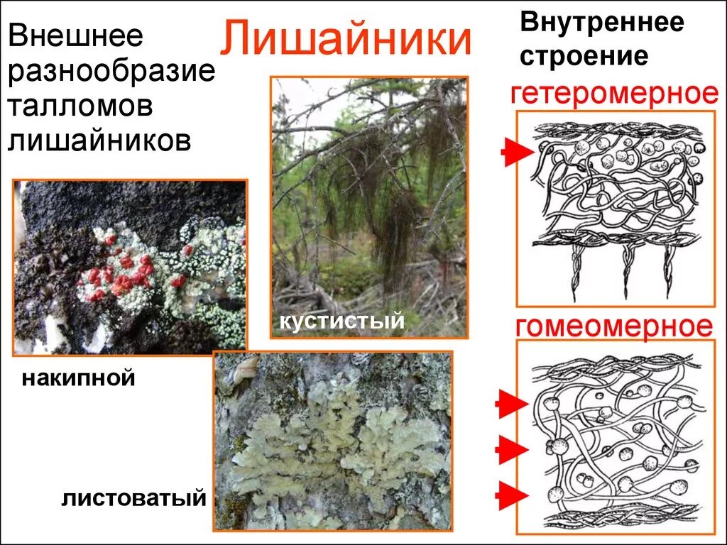 Типы таллома лишайника. Лишайники накипные кустистые. Строение кустистого лишайника. Лишайники накипные листоватые кустистые. Лишайники три организма