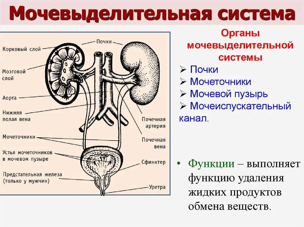 Почки часть какой системы. Строение выделительной системы человека схема. Мочевыделительная система мочеточники мочевой пузырь. Выделительная система органы и функции. Функции почек в выделительной системе.