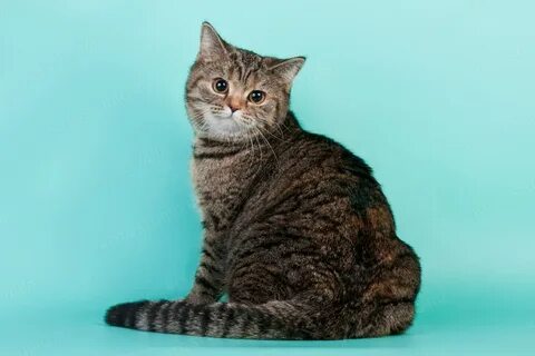 Британская короткошерстная кошка окрасы
