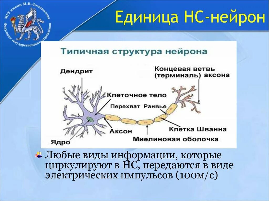 Перехват Ранвье функции нейрона. Строение нейрона перехват Ранвье. Перехват Ранвье нервная ткань. Типичная структура нейрона. Нервные узлы и нейрон