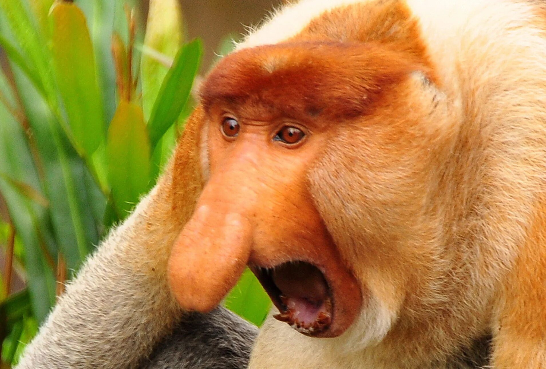 Гиббон носач. Обезьяна носач орет. Обезьяна носач самка. Обезьяна носач. Обезьяна с длинным носом.
