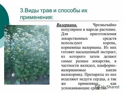 Какие растения можно использовать для