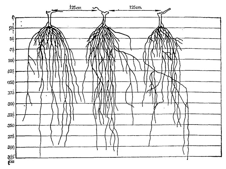 Глубь корень. Корневая система винограда Размеры. Корневая система винограда глубина. Корни девичьего винограда глубина. Корневая система винограда глубина ширина.