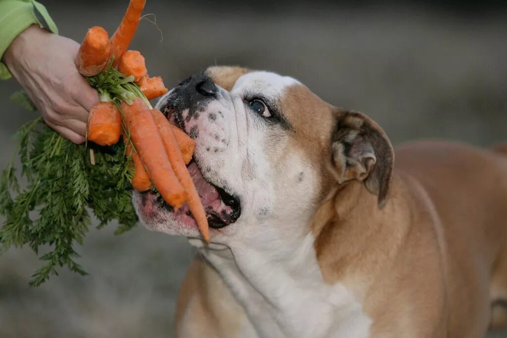 Рука дает собаке еду. Овощи для собак. Собака с морковкой. Собака ест морковку. Собака ест овощи и фрукты.
