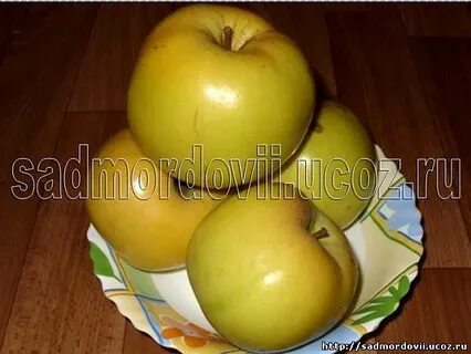 Яблоня куйбышевская описание фото