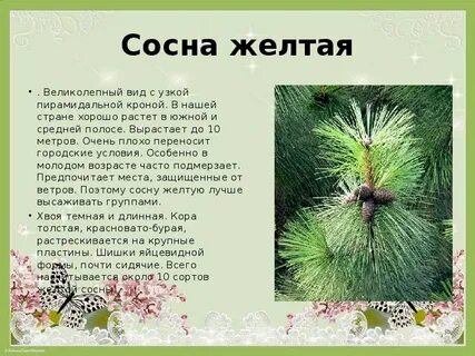 Число видов хвойных растений