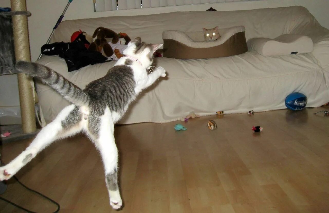 Кошка бегает. Кот в прыжке. Кот скачет. Энергичный кот.