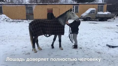 Лошадь доверяет