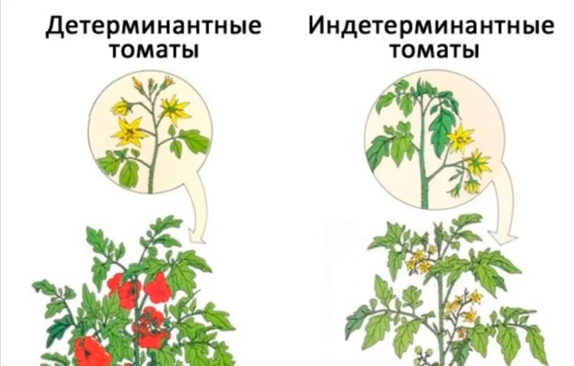 Томаты штамбовые детерминантные. Томат детерминантный и индетерминантный. Строение индетерминантного томата. Детерминантный сорт формирование томатов формирование. Что такое детерминантный сорт томатов и индетерминантный